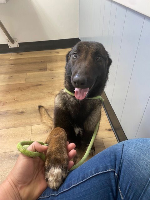 picture of the dog needing adoption