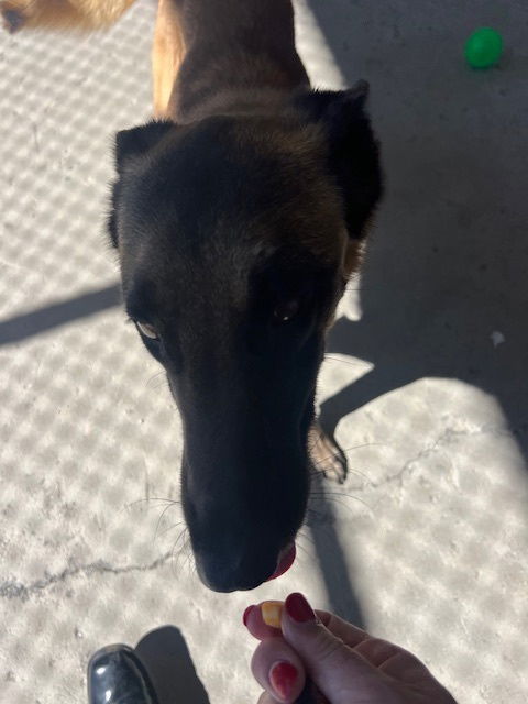 picture of the dog needing adoption