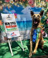 adoptable Dog in  named Lebowski - Located in CA