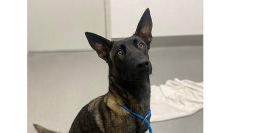 picture of the dog needing adoption