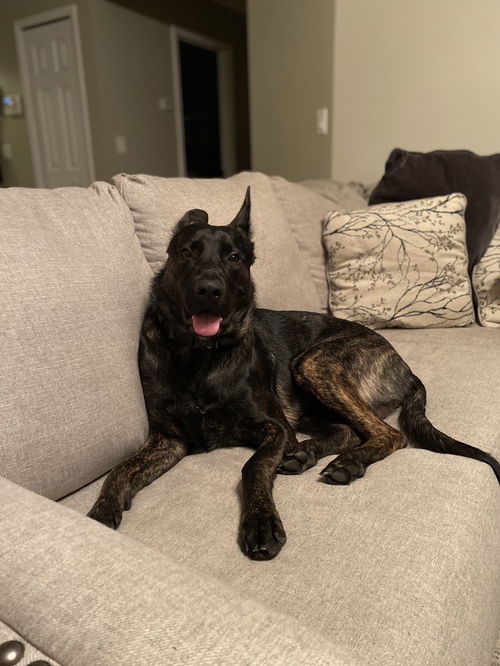 picture of the dog needing adoption