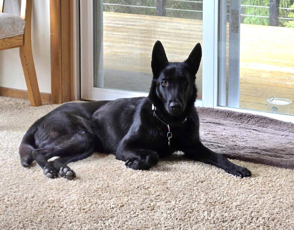 adoptable Dog in Imlay City, MI named Libby - Located in OR