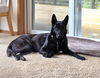 adoptable Dog in , MI named Libby - Located in OR