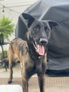 adoptable Dog in , MI named Coby - Located in Maryland