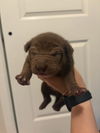 adoptable Dog in  named Wizard of Oz litter - Finley - located in west TX