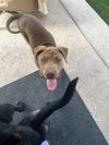 adoptable Dog in , MI named Wizard of Oz litter - Finley - located in west TX