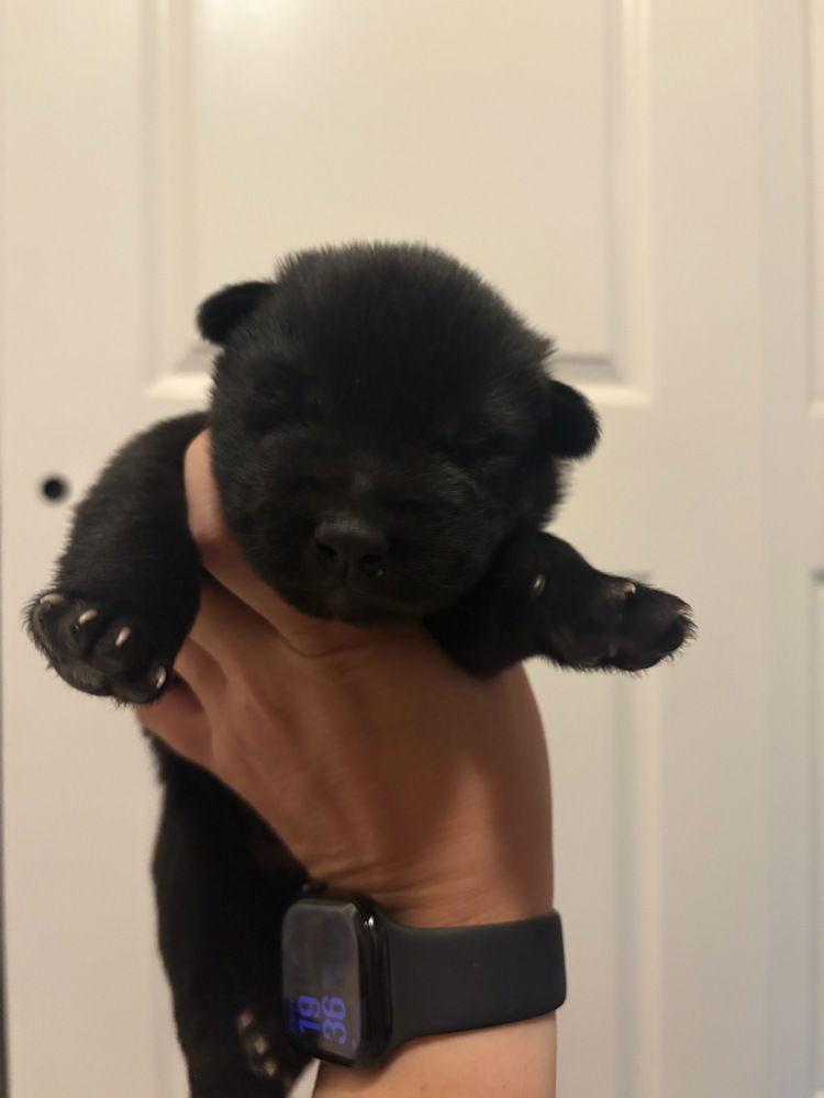 adoptable Dog in Imlay City, MI named Wizard of Oz litter - Toto located in west TX