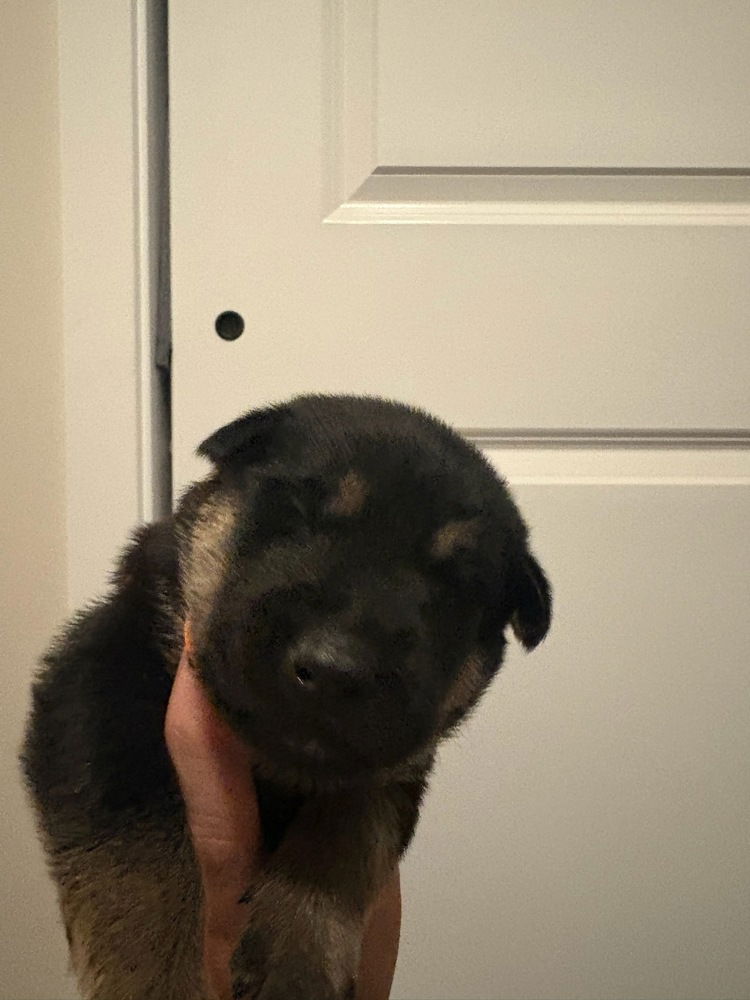 adoptable Dog in Imlay City, MI named Wizard of Oz litter - Henry located in west TX