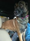 adoptable Dog in , MI named Meadow- Located in MI