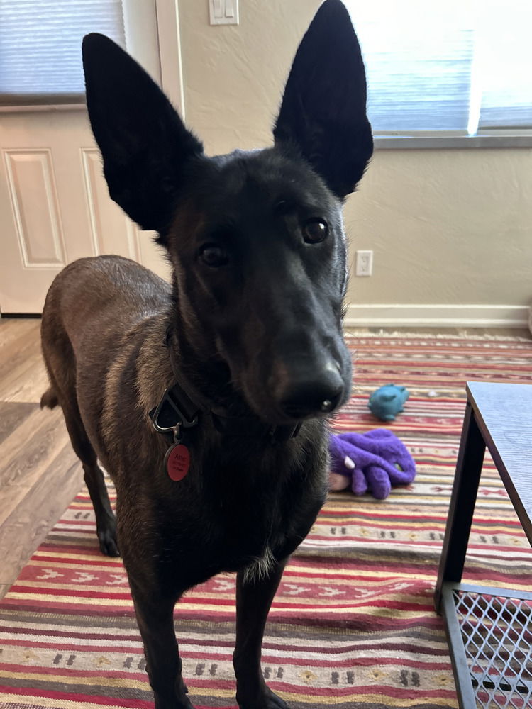adoptable Dog in Imlay City, MI named Asher - Located in WA