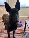adoptable Dog in imlay city, MI named Asher - Located in WA
