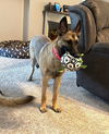 adoptable Dog in , MI named Winsome Willow - Located in TX