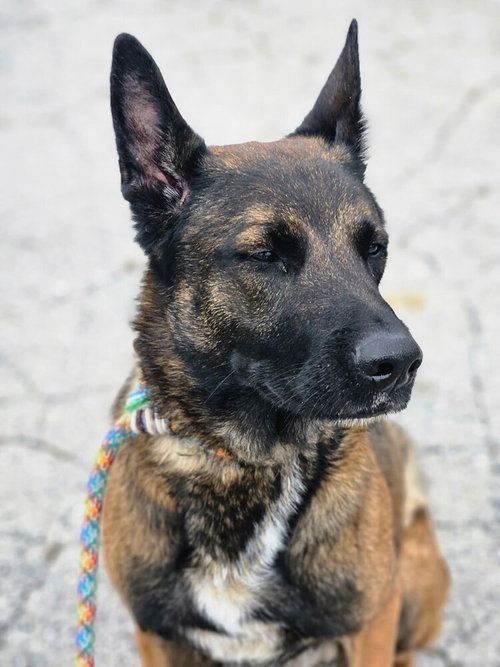 LUK, FKA LUKE - LOCATED IN IL - Belgian Shepherd Malinois / Dutch Shepherd available for adoption