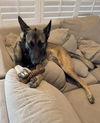 adoptable Dog in  named Gabby - located in AZ