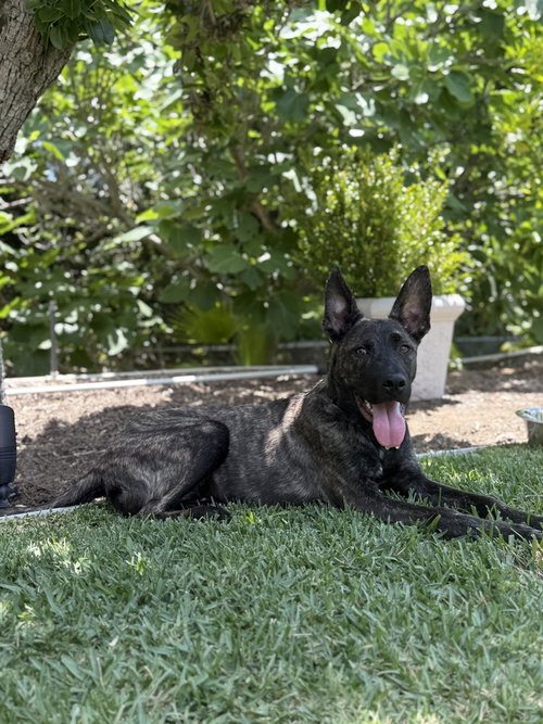 picture of the dog needing adoption