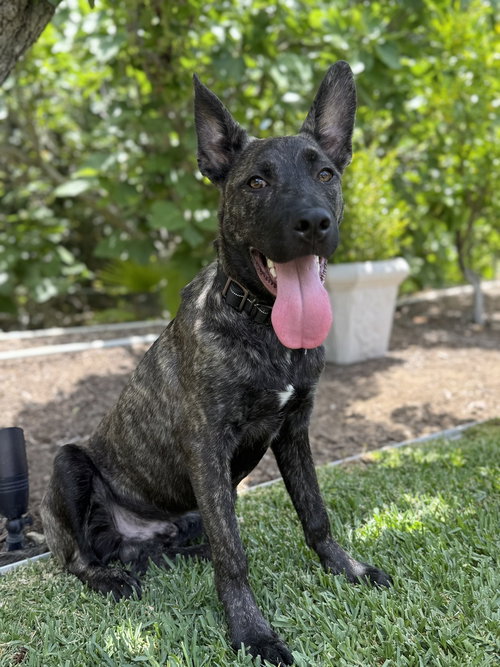AYRES - LOCATED IN OR - Dutch Shepherd available for adoption