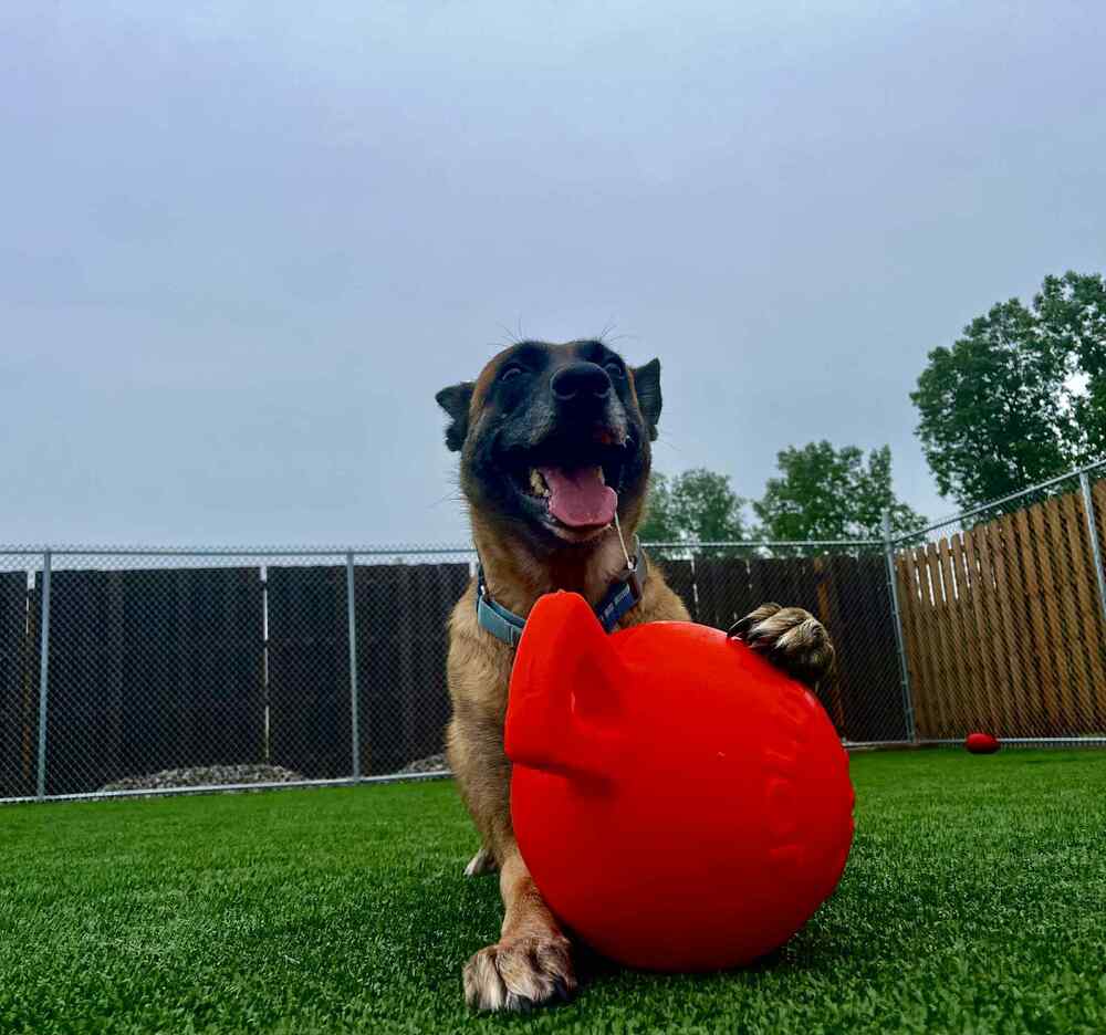 adoptable Dog in Imlay City, MI named Maple - Located in MI