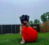 adoptable Dog in , MI named Maple - Located in MI