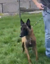 adoptable Dog in , MI named Moxie - located in MI