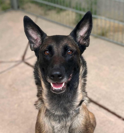 picture of the dog needing adoption