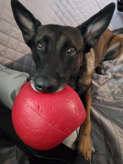 ONYX - LOCATED IN CA - Belgian Shepherd Malinois available for adoption