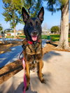 Onyx - Located in CA - Photo 2