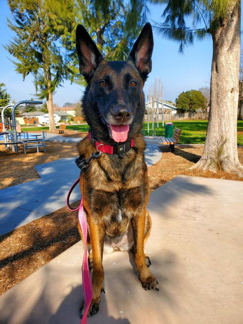 ONYX - LOCATED IN CA - Belgian Shepherd Malinois available for adoption