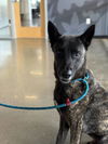 adoptable Dog in  named Drako
