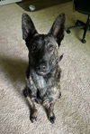 adoptable Dog in  named Milo - Located in OR