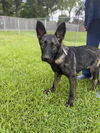 adoptable Dog in  named Penelope - Located in TX