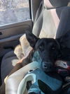 adoptable Dog in  named Tango- located in Colorado