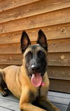 adoptable Dog in imlay city, MI named Atlas - Located in TX