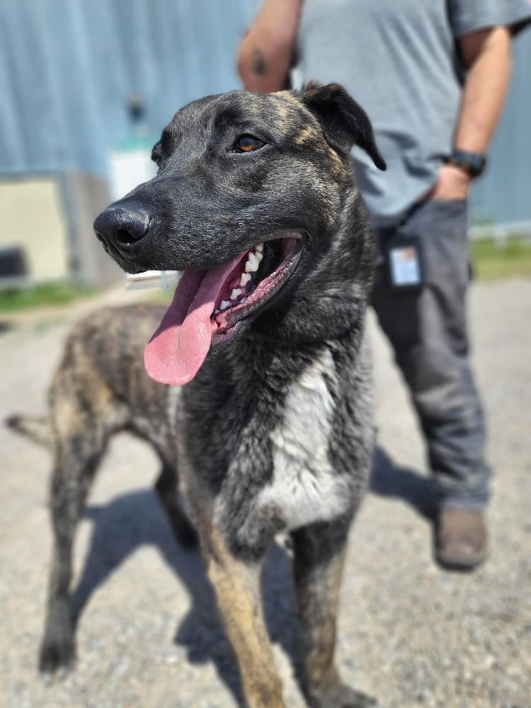 adoptable Dog in Imlay City, MI named knox located in New Mexico