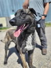 adoptable Dog in  named knox located in New Mexico