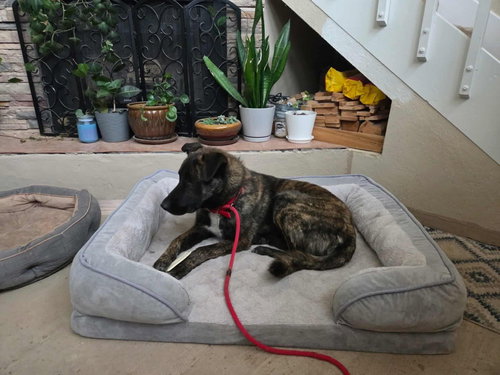 KNOX LOCATED IN NEW MEXICO - Dutch Shepherd available for adoption
