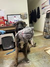 knox located in New Mexico - Photo 3