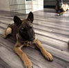 adoptable Dog in  named Dakota - Located in TX