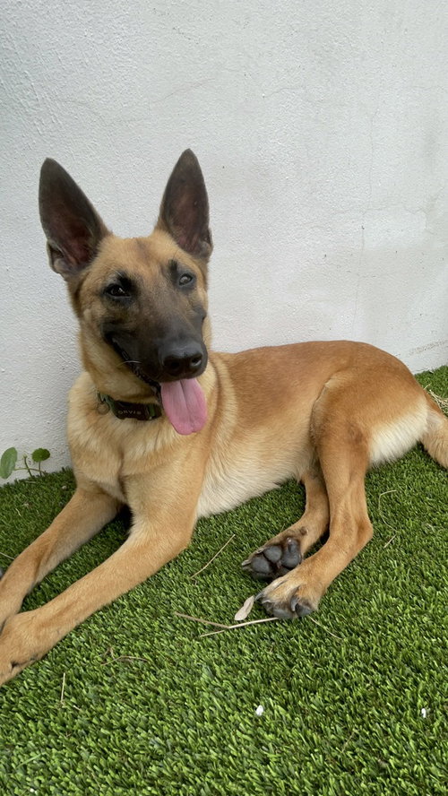 picture of the dog needing adoption