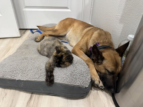 picture of the dog needing adoption