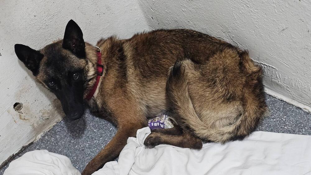 adoptable Dog in Imlay City, MI named Akira - Located in Florida