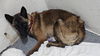adoptable Dog in imlay city, MI named Akira - Located in Florida