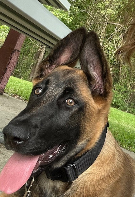 picture of the dog needing adoption