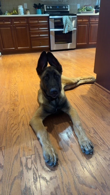 DEZY- LOCATED IN MICHIGAN - Belgian Shepherd Malinois available for adoption