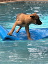 adoptable Dog in  named Literature Litter - Pip - Located in GA