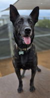 adoptable Dog in  named Miss Kona located in AZ