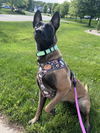 adoptable Dog in , MI named ROMY - Located in MI