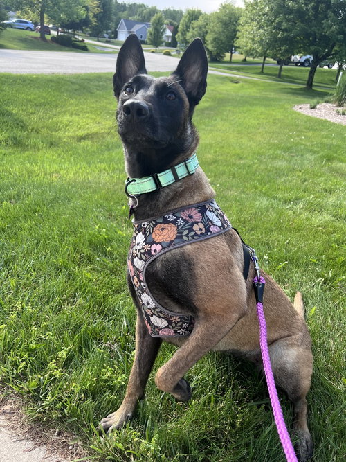 ROMY - LOCATED IN MI - Belgian Shepherd Malinois available for adoption
