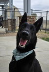 adoptable Dog in , MI named Ziggy- Located in Colorado