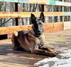 adoptable Dog in  named Hans - Located in IL
