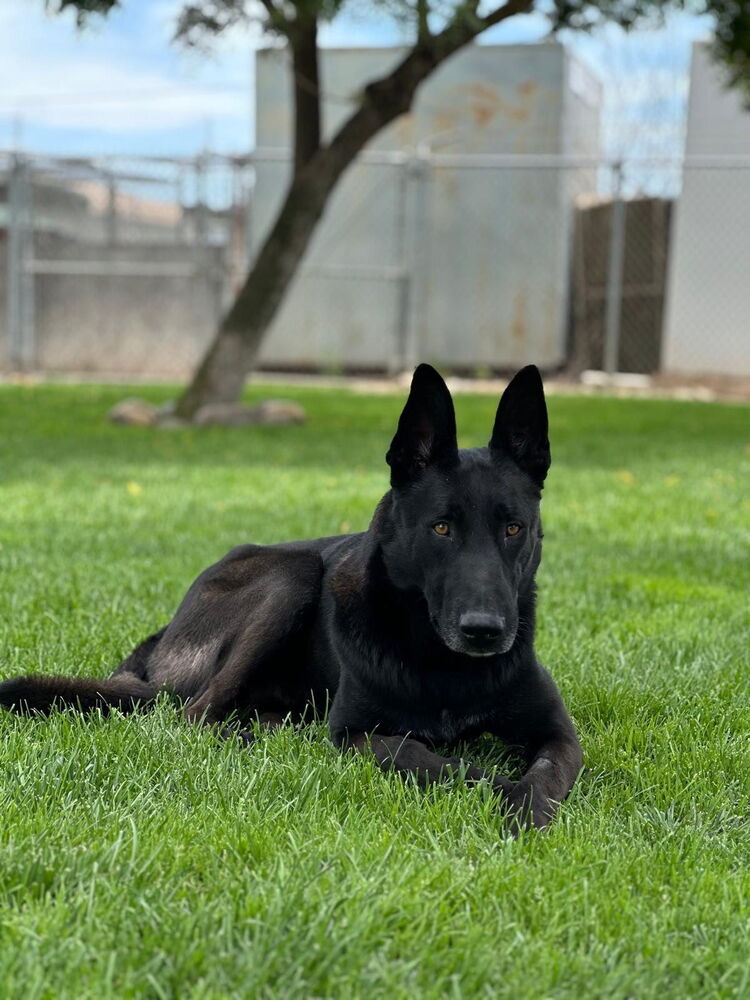 adoptable Dog in Imlay City, MI named Gizmo - located in UT